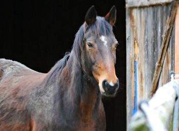 Portrait of horse