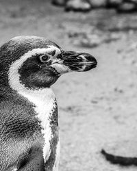 Close-up of a bird looking away