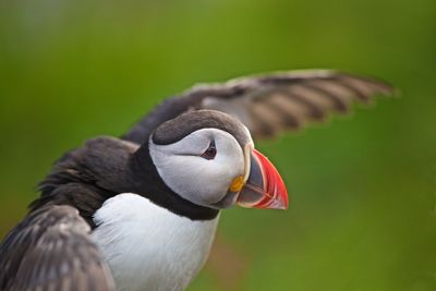 Close up of a bird