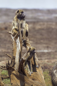 Monkey sitting on wood