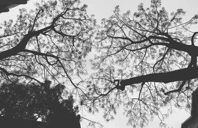 Low angle view of bird on branch against sky