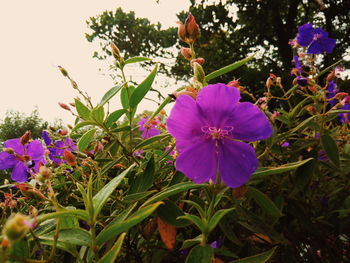 Close-up of purple iris blooming outdoors