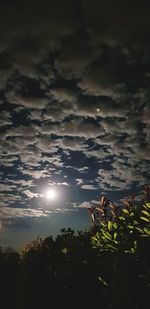 Low angle view of trees against sky during sunset