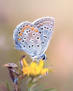 Close-up of butterfly pollinating on flower