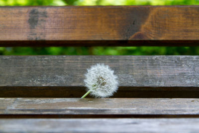 Close-up of dandelion on wet bench