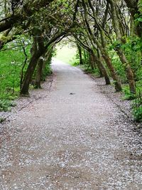 Road amidst trees