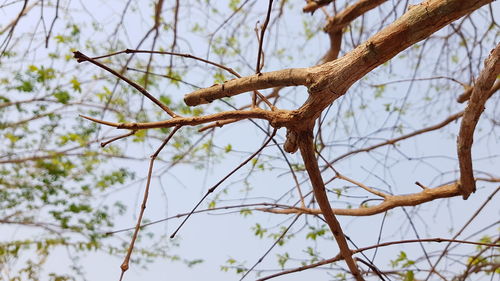 Low angle view of bare tree against sky