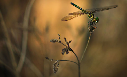 Close-up of dragonfly on plant