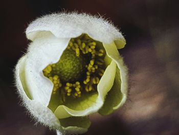 Close-up of white flowering plant