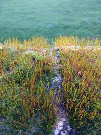 Plants growing on land