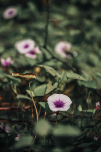 Close-up of pink flowering plant