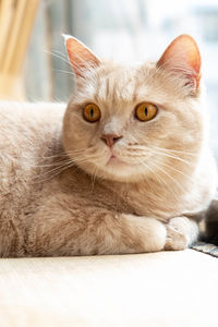 Portrait of cat resting