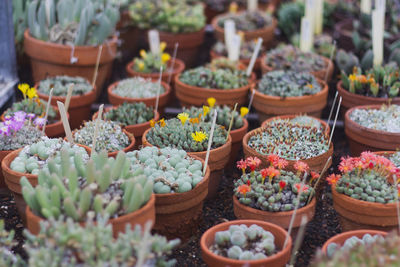 Collection of cactus of botanical garden in nantes.