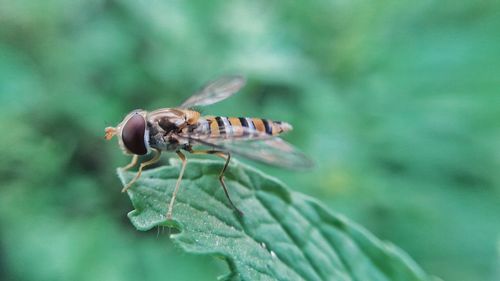 Close-up of insect on leaf