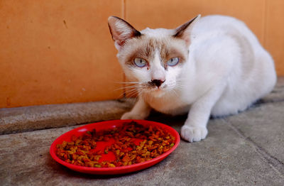 Close-up portrait of cat