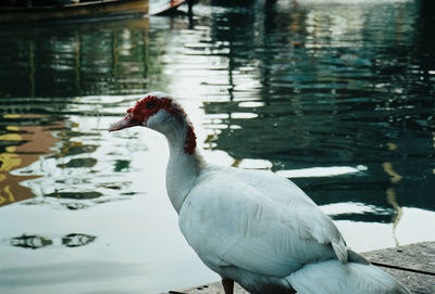 Close-up of duck at lakeshore