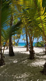 Palm trees on beach against sky