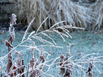 Close-up of frozen plant