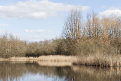 Reflection of trees in lake