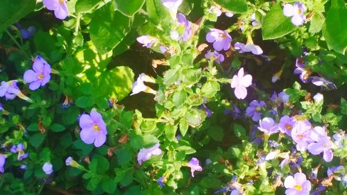 Close-up of purple flowers