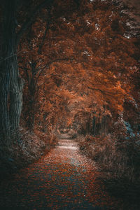 View of autumn leaves on footpath