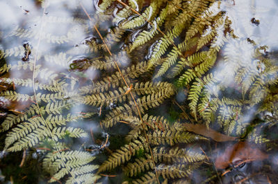 High angle view of plants in water