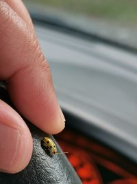 Close-up of insect on hand