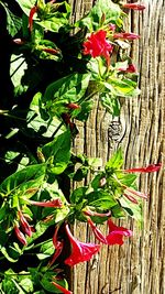 High angle view of vegetables on tree trunk