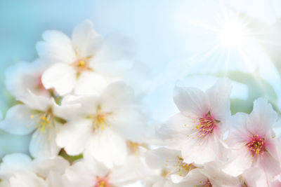 Close-up of white flowers against sky