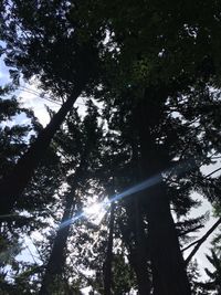 Low angle view of trees in forest