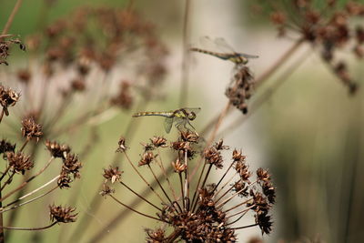 Close-up of  dragonfly on wilted plant