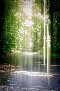 Reflection of trees in water