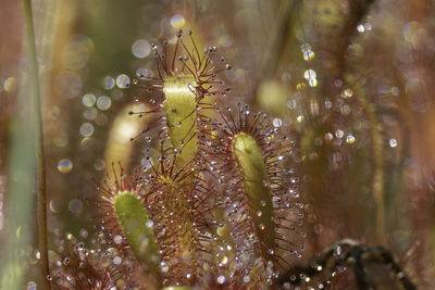 Close-up of wet flowering plants
