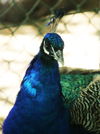 Close-up of peacock