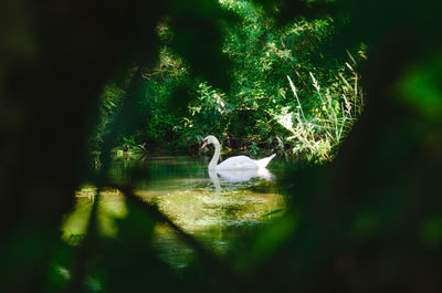 View of birds in the forest