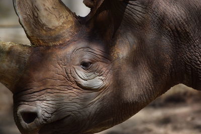 Close-up of elephant