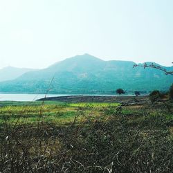 Scenic view of field against clear sky