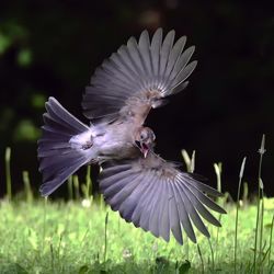 Close-up of bird flying over grass