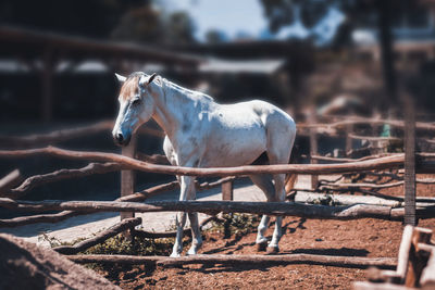 Horse. lembang location in west java province, bandung regency, indonesia