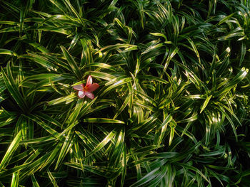 Close-up of red flowering plant