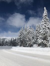 Trees on snow covered land against sky