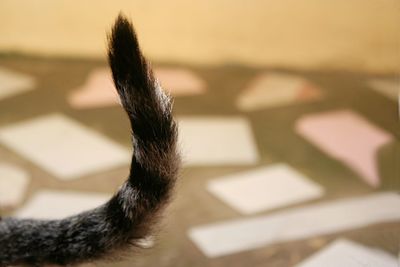 Close-up of a cat on table