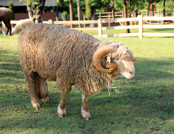 Horned sheep standing field