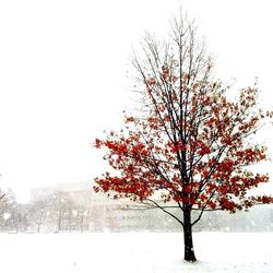 Bare trees on snow covered field