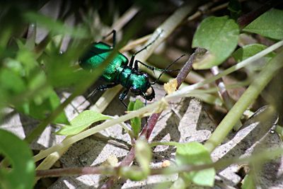 Close-up of insect on plant