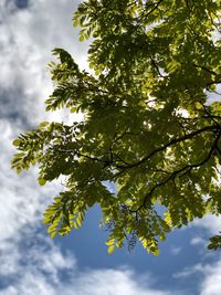 Low angle view of tree against sky