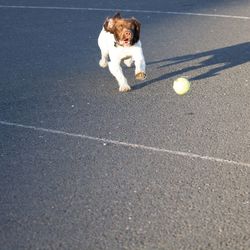 Dog playing with ball on street