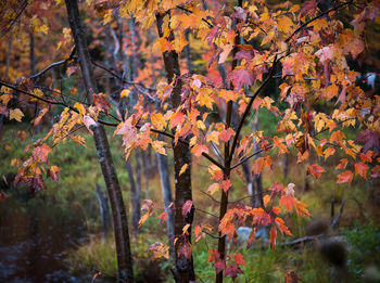 Close-up of maple leaves on tree