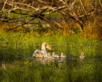 A beautiful family of wild whooper swans in wetlands. adult birds with cygnets swimming in water. 