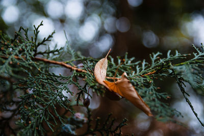 Close-up of insect on tree